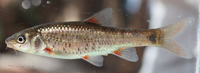 Pseudobarbus agulhas