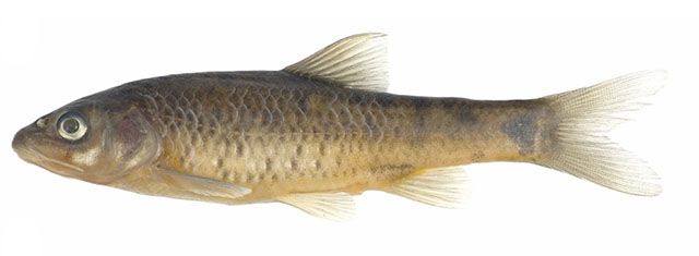 Psagu_u1.jpg