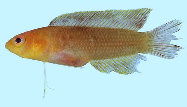 Pseudoplesiops annae