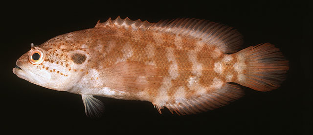 Pseudogramma xantha