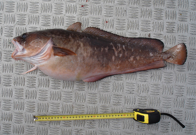 Pseudophycis barbata