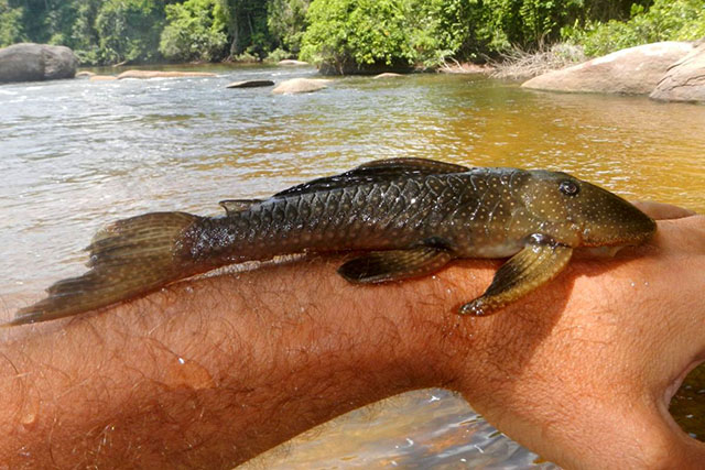 Pseudancistrus barbatus