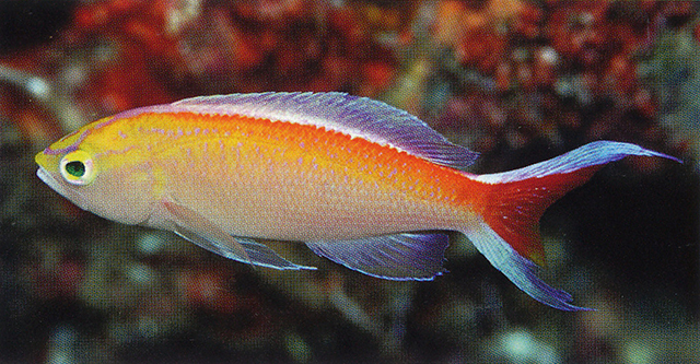 Pyronotanthias bimarginatus