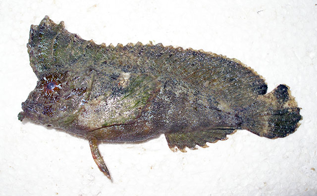 Pseudopataecus carnatobarbatus
