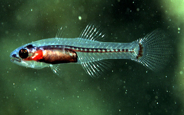 Pseudamiops diaphanes