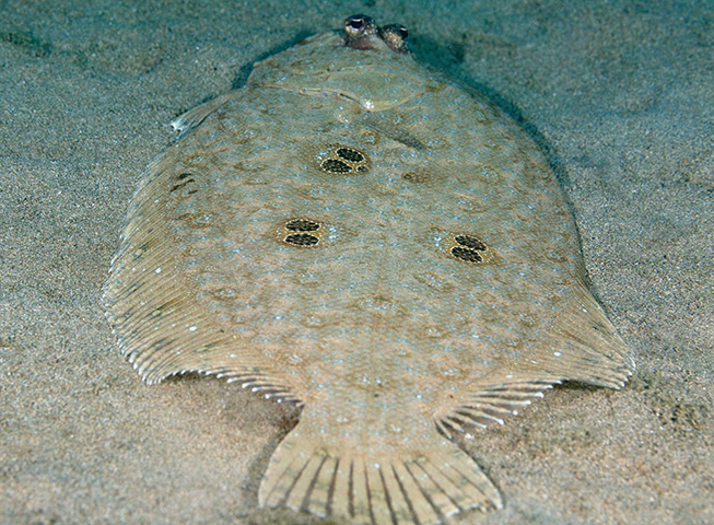 Pseudorhombus dupliciocellatus