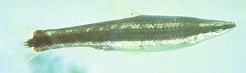 Pseudorasbora elongata