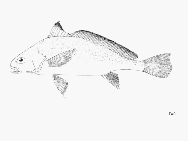 Pseudotolithus epipercus