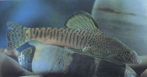 Pseudogastromyzon fangi