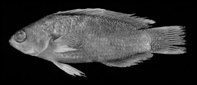 Pseudochromis fowleri