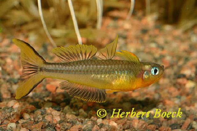Pseudomugil furcatus