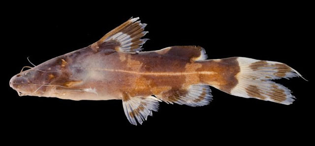 Pseudomystus heokhuii