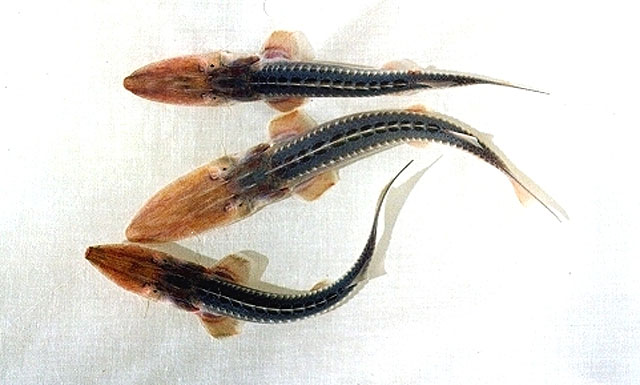 Pseudoscaphirhynchus hermanni