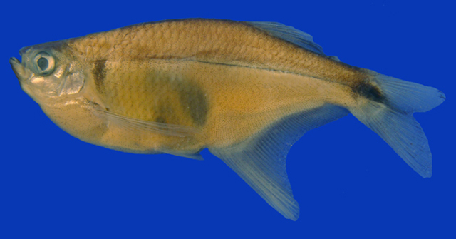 Pseudocorynopoma heterandria
