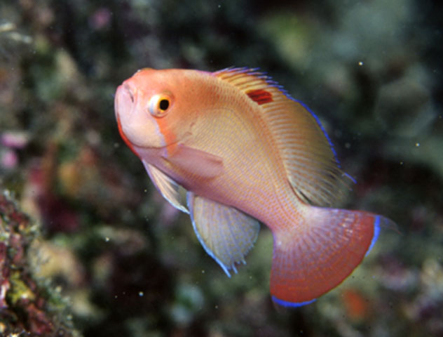Pseudanthias hypselosoma