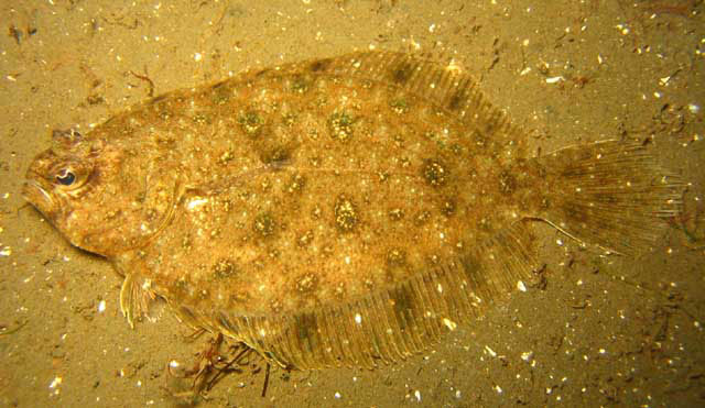 Pseudorhombus jenynsii