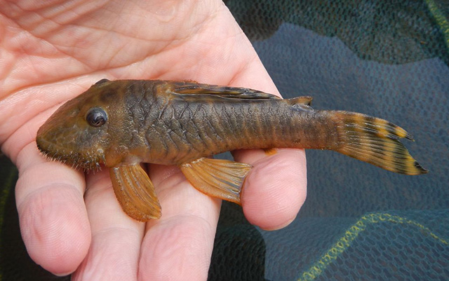 Pseudancistrus kwinti