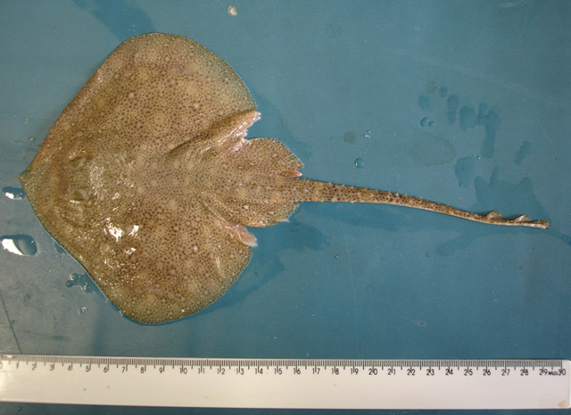 Psammobatis lentiginosa