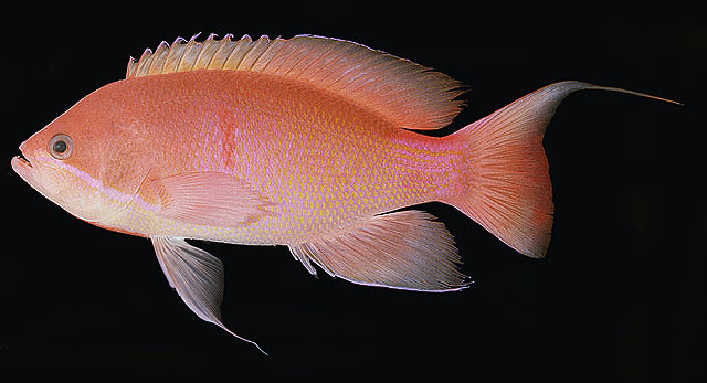 Pseudanthias marcia