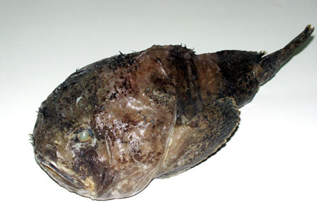 Psychrolutes marmoratus
