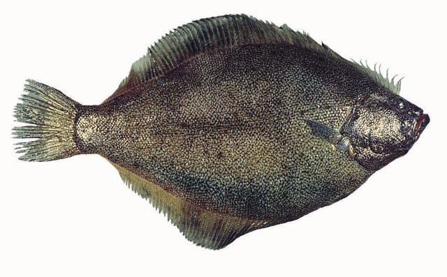 Psettichthys melanostictus