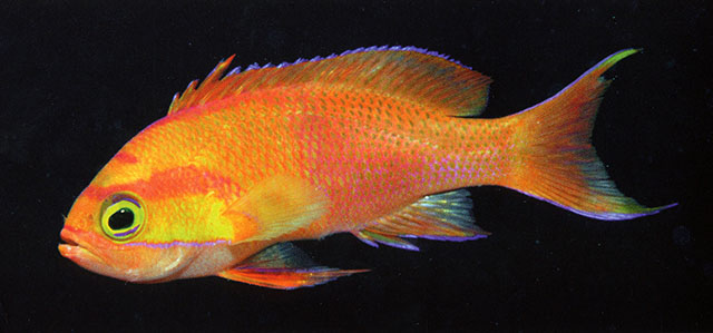Pseudanthias mica