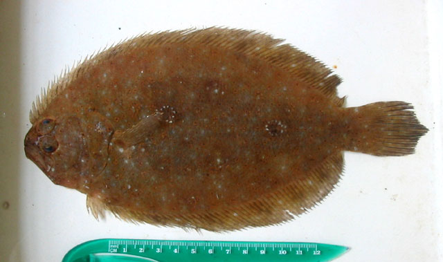 Pseudorhombus micrognathus