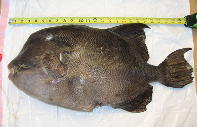 Pseudobalistes naufragium