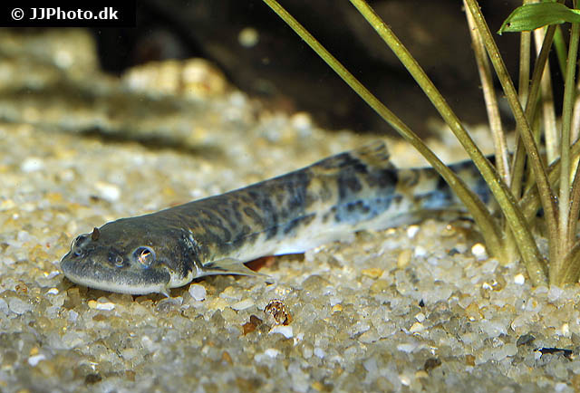 Pseudostegophilus nemurus