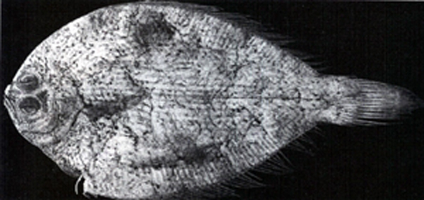 Tarphops oligolepis