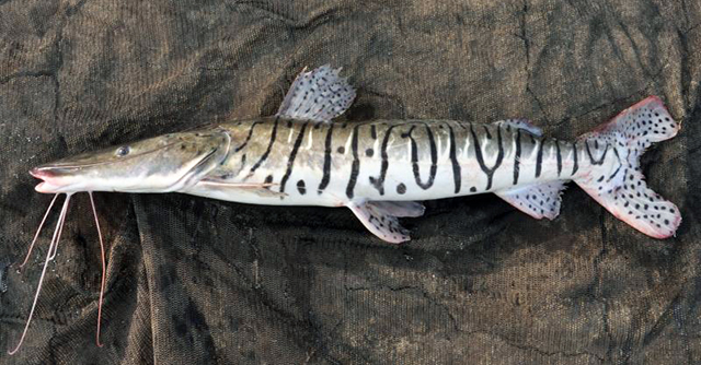 Pseudoplatystoma orinocoense