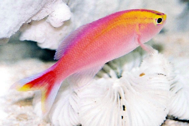 Pyronotanthias parvirostris