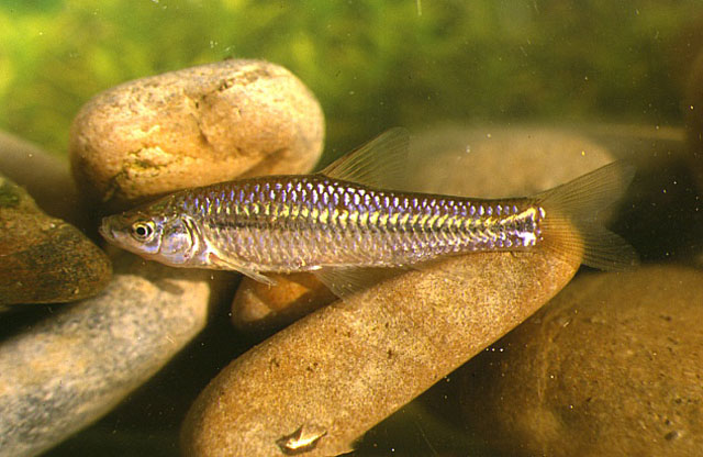 Pseudorasbora parva