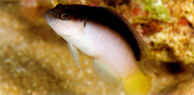 Pseudochromis pesi