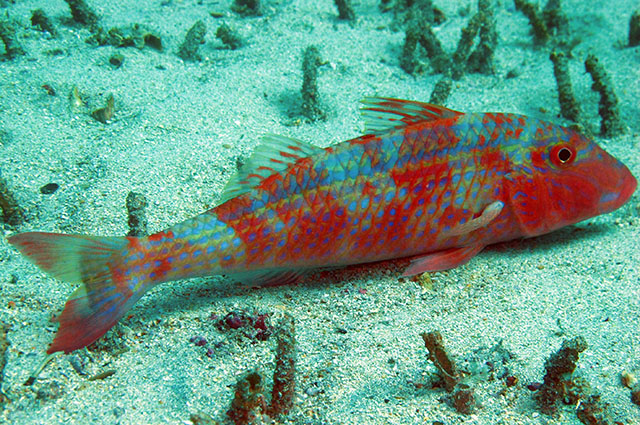 Pseudupeneus prayensis