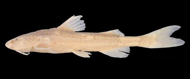 Pseudobagarius similis