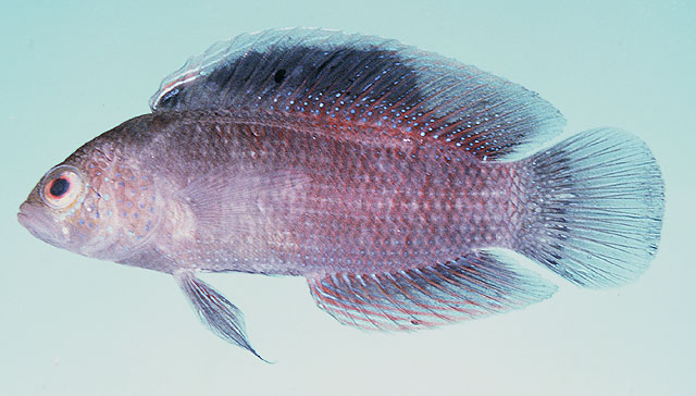 Assiculus punctatus