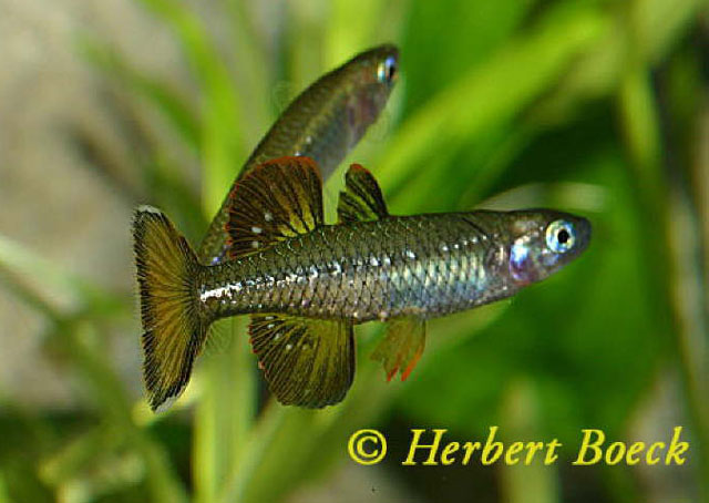 Pseudomugil tenellus