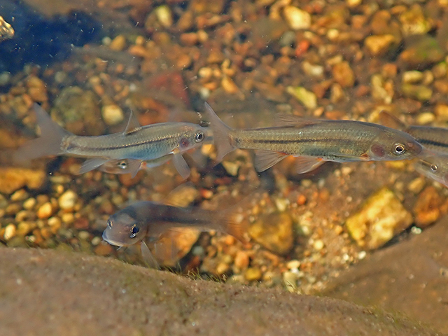 Pseudobarbus tenuis