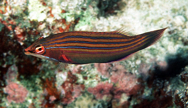 Pseudocheilinus tetrataenia