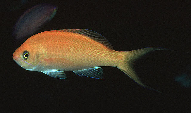 Pseudanthias thompsoni