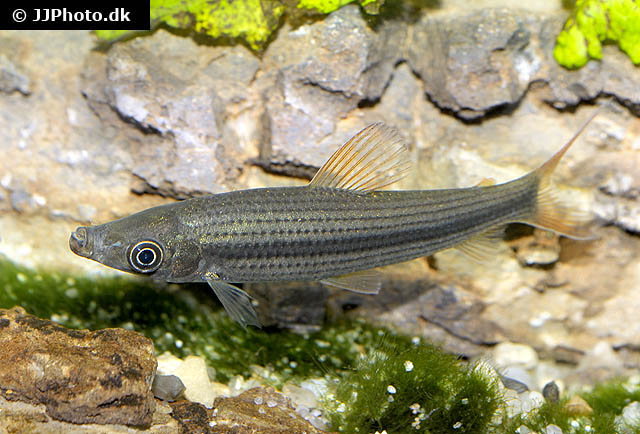 Pseudanos winterbottomi