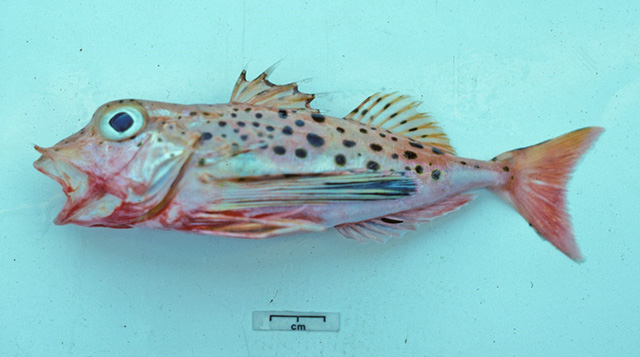 Pterygotrigla andertoni