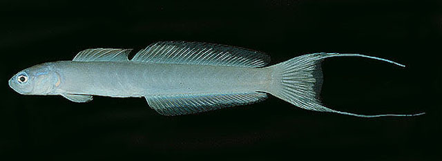Ptereleotris arabica