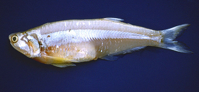 Ptath_u0.jpg