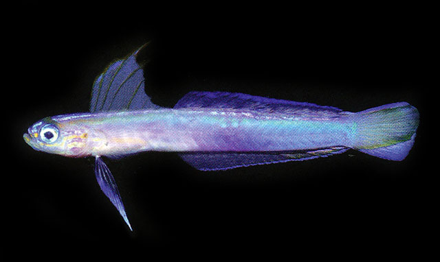 Ptereleotris caeruleomarginata