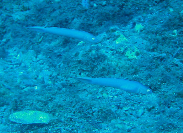 Ptereleotris calliura