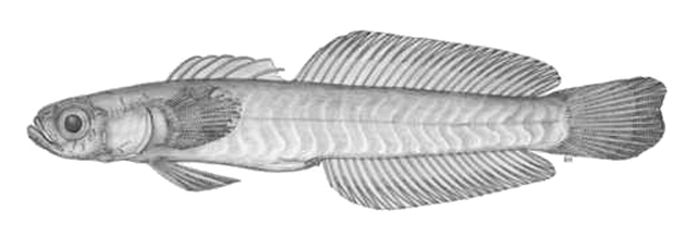 Ptereleotris crossogenion