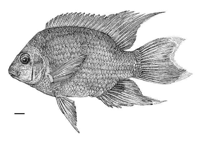 Ptychochromis curvidens