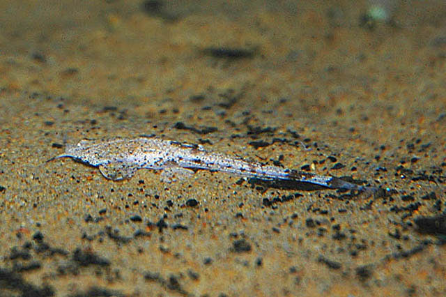 Pterobunocephalus dolichurus